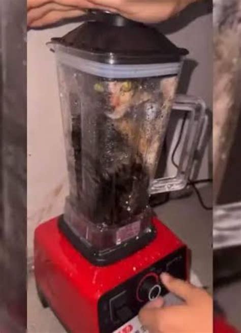 Unmasking the ‘Cat in Blender’ Video: A Tale of .